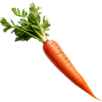 Fresh Vegetables