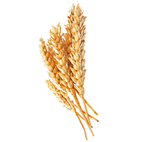 Grains and Millets