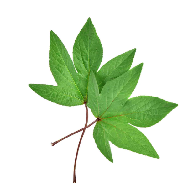 Organic Gongura Leaves