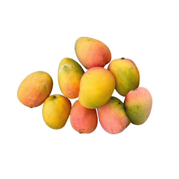 Organically grown Raspuri Mango