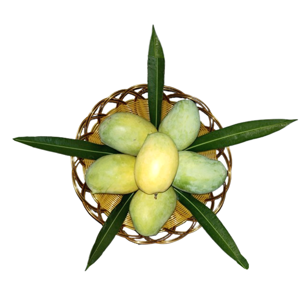 Organically grown Gir Kesar Mango